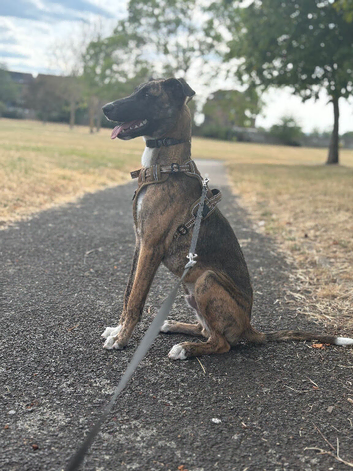 Whippet cross Belgian Malinois