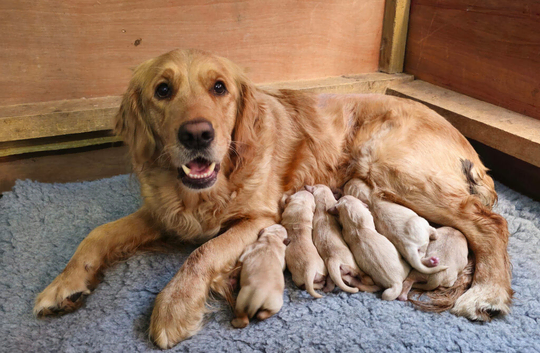 Golden Retriever KC registered puppies for sale