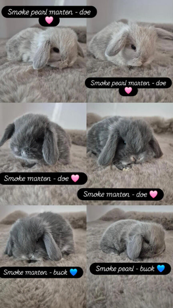 Mini lop babies available to reserve