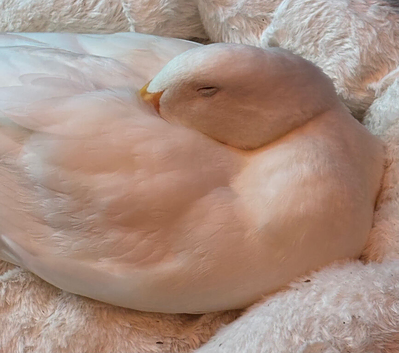 Male Peking Duck hatched March 2026