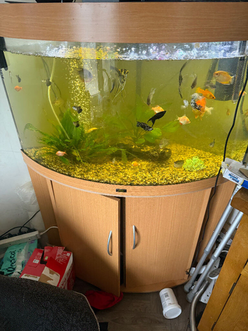 For sale my tropical fish tank with all the fish