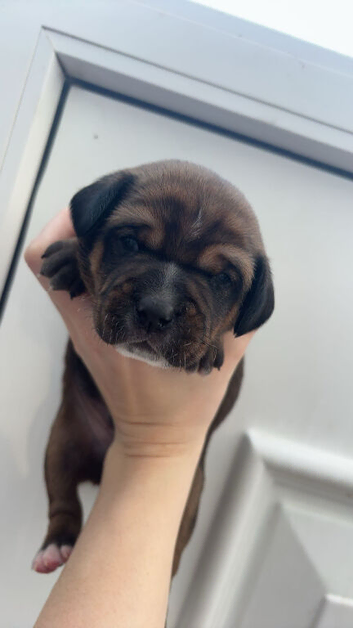 1 LEFT sausage/spaniel pups