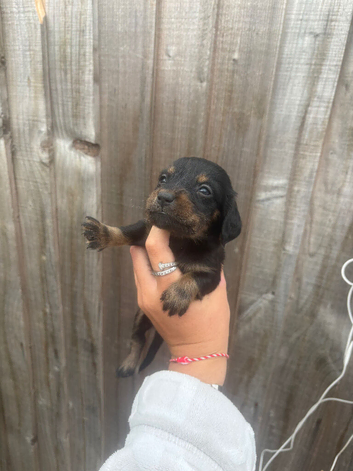 6 gorgeous miniature dachshunds