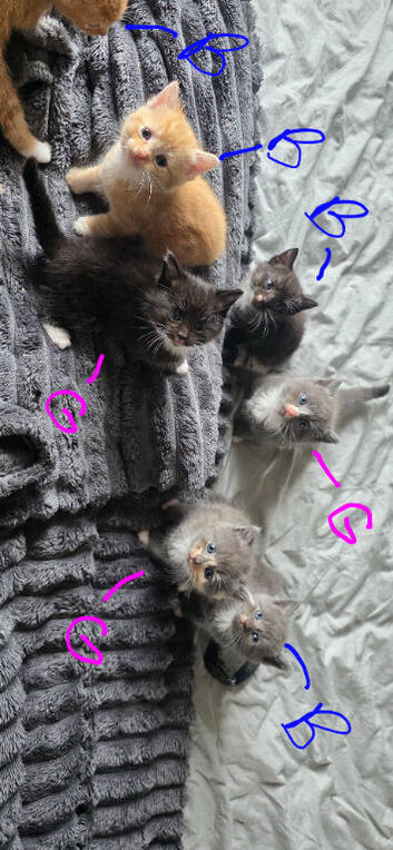 7 kittens Girls&Boys - Ready 26th September
