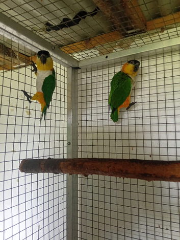Black headed caiques