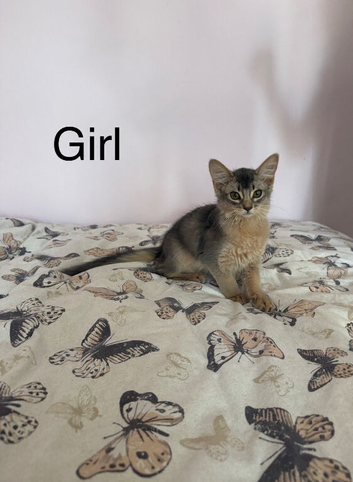 EXCLUSIVE SOMALI GIRL &ndash; A TRUE LITTLE QUEEN