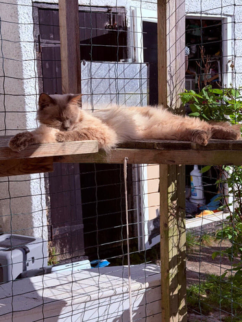 Ragdoll male tica and gccf