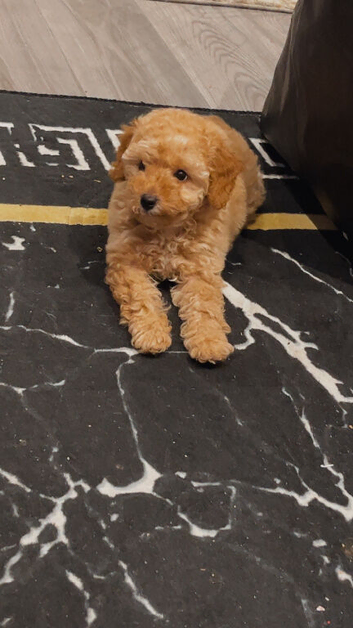Toy poodle girl