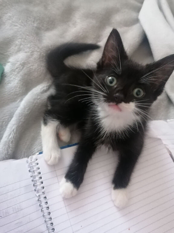 Black & white male tuxedo boy kitten 14 weeks