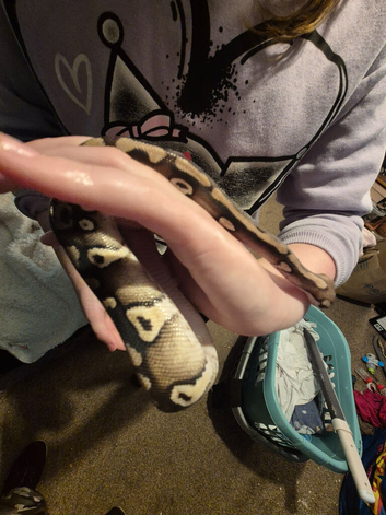 Ball python with vivarium