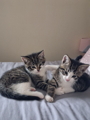 2x 12 week old kittens