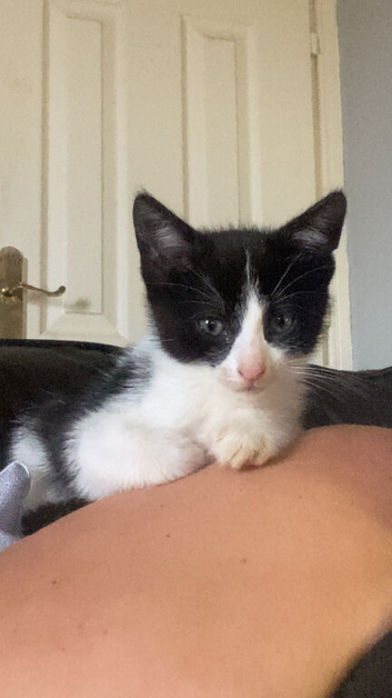 CUTE KITTENS FOR SALE