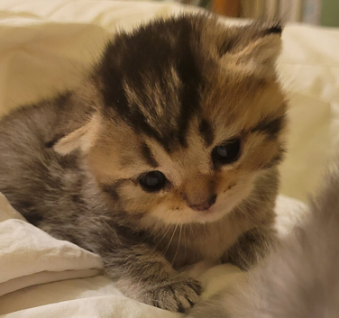 Scottish fold