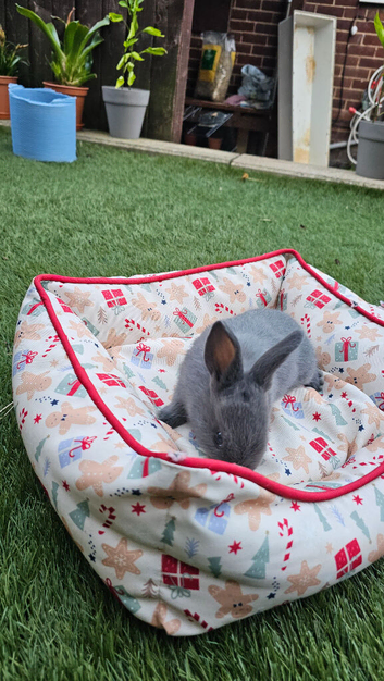 Adorable Baby Rabbits for Sale - Beautiful Colours