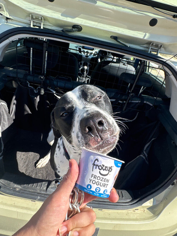 10 month old lab x Doberman x mix breed