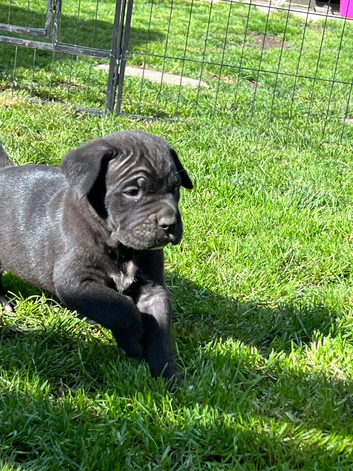 Cane Corso Puppies &ndash; 2 Females & 3 Males