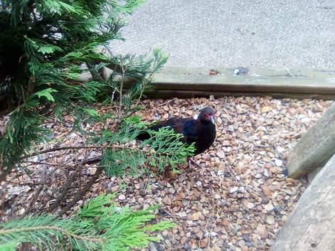 Edwards Pheasants