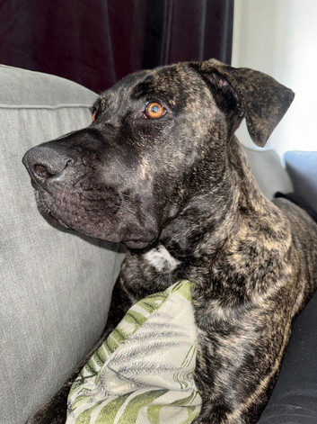 Almost 9 month old Cane Corso Puppy