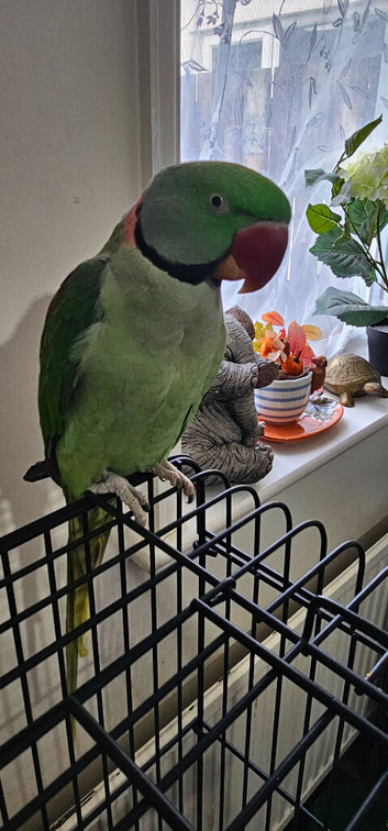 Male ring neck alexandrite parrot