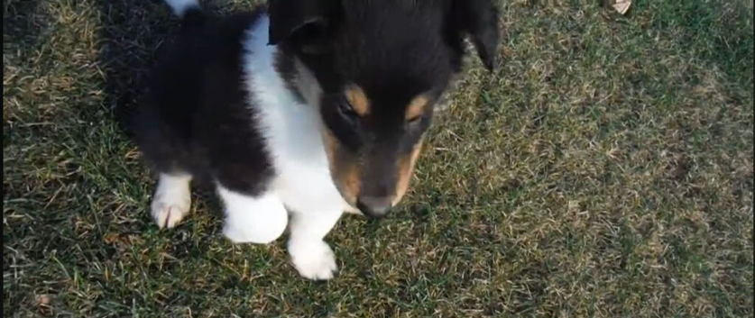 Adorable border collie puppies