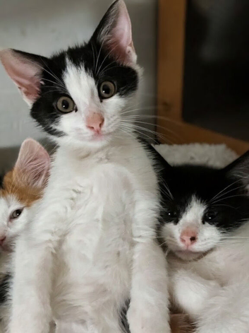 2 beautiful male kittens