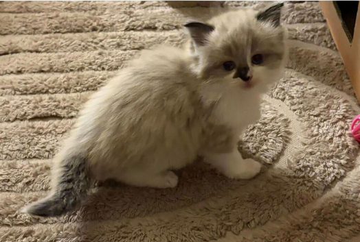 5 ragdoll girls ready next week