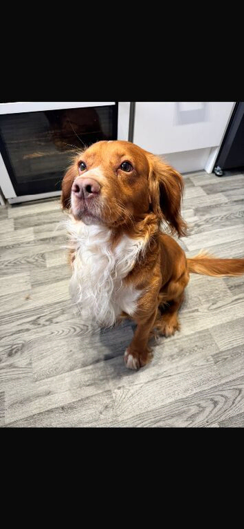 Beautiful rare colour cocker spaniel