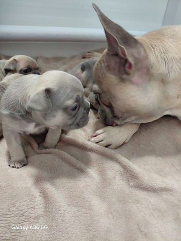 Kc registered 6 generations kc puppies