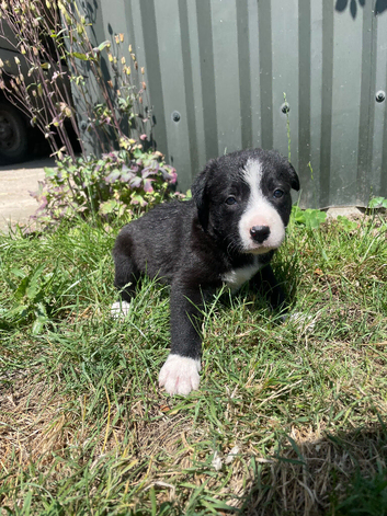 Black and white dog 4 weeks old