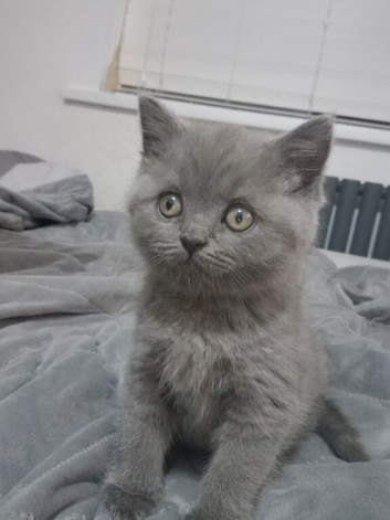 Scottish fold x British shorthair