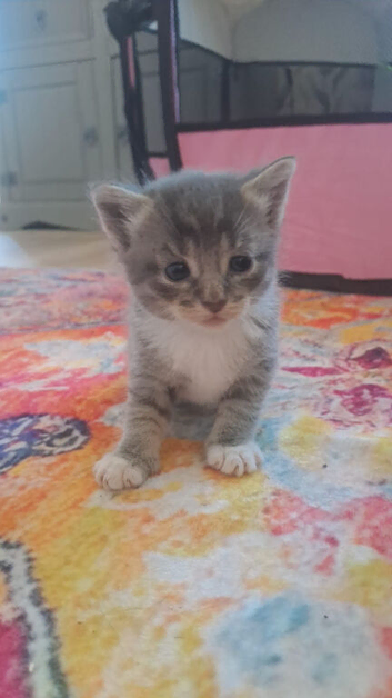 Kittens 3 left