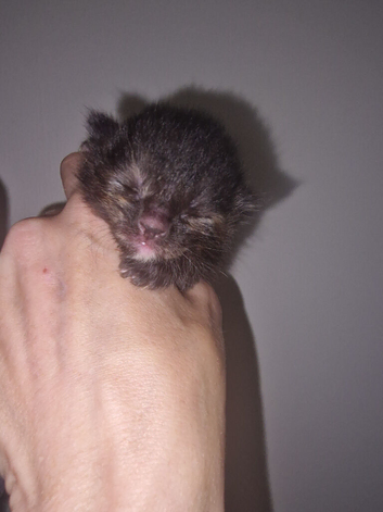 6 beautiful kittens looking for forever homes