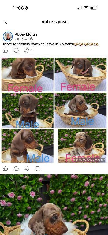 Kc miniature dachshunds