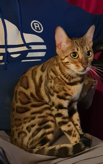 Cuddly affectionate lapcat