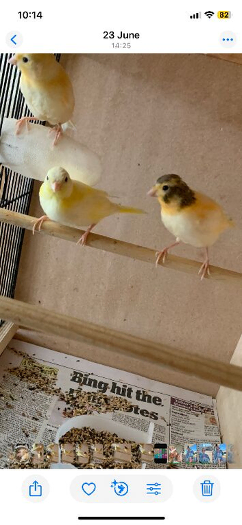3 x Baby Varigated Canaries for sale