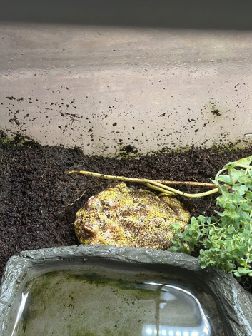 Pac man frog with tank