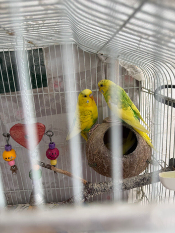 Breeding pair of budgies