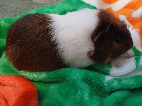 Baby guniea pigs