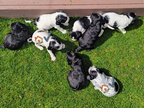 Spreagle pups (Sprocker x Beagle)