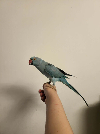 Female tamed bird