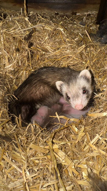 Micros ferrets