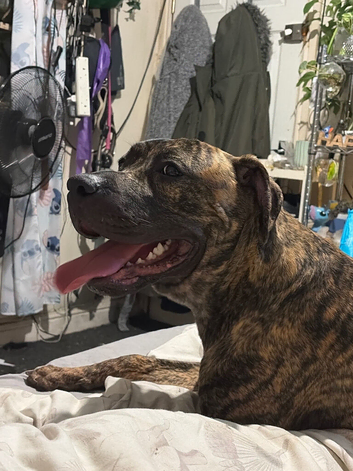 Beautiful boy for rehoming ( not suitable for homes with cats