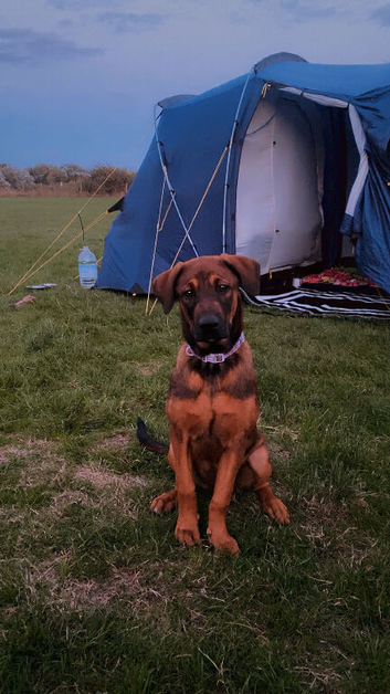 Koko Belgian mal x Rottweiler