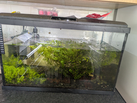 Shrimp and tank