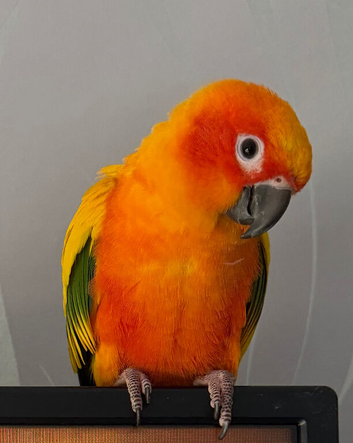 Hand tame sun conure and turquoise conure