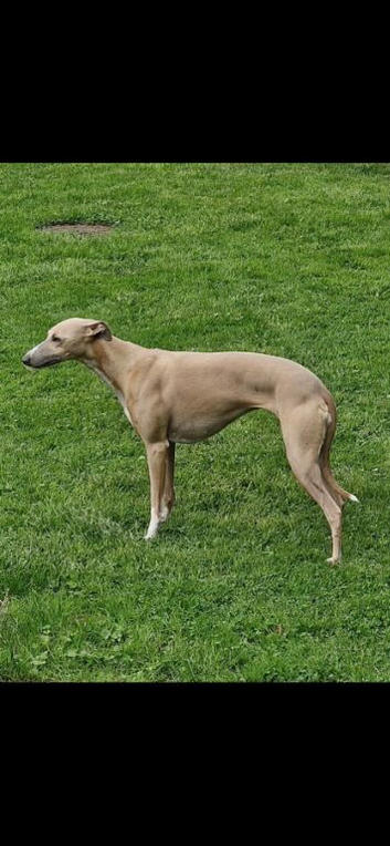 Beautiful KC registered whippets puppies for sale