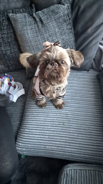 Beautiful 10 month old Shihtzu imperial