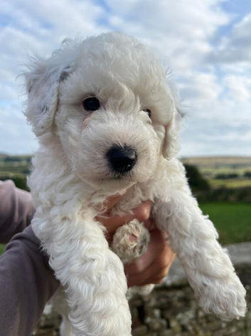 Gorgeous F2 cockapoos