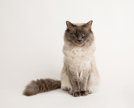 Ragdoll stud
