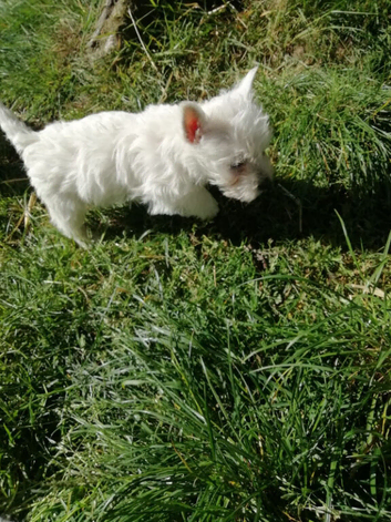 REGISTERED WEST HIGHLAND PUPPIES